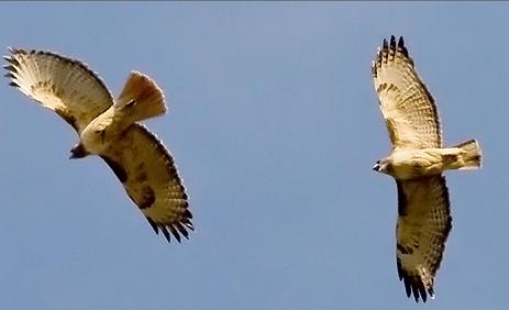 two-hawks4